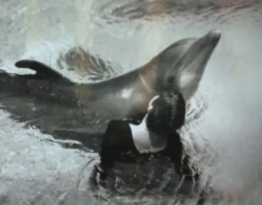 ArtOfZoo Dolphin Sex with Woman