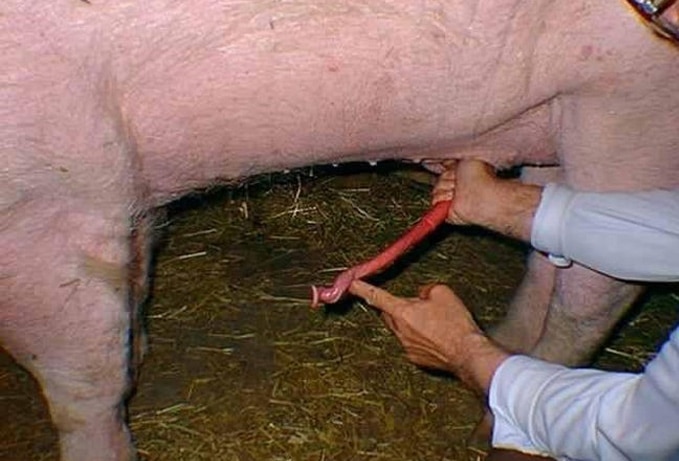 Pig sex with woman