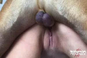 Art Of Zoo - Poison - Sonya - dog porn