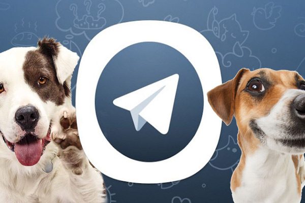 Telegram channel 